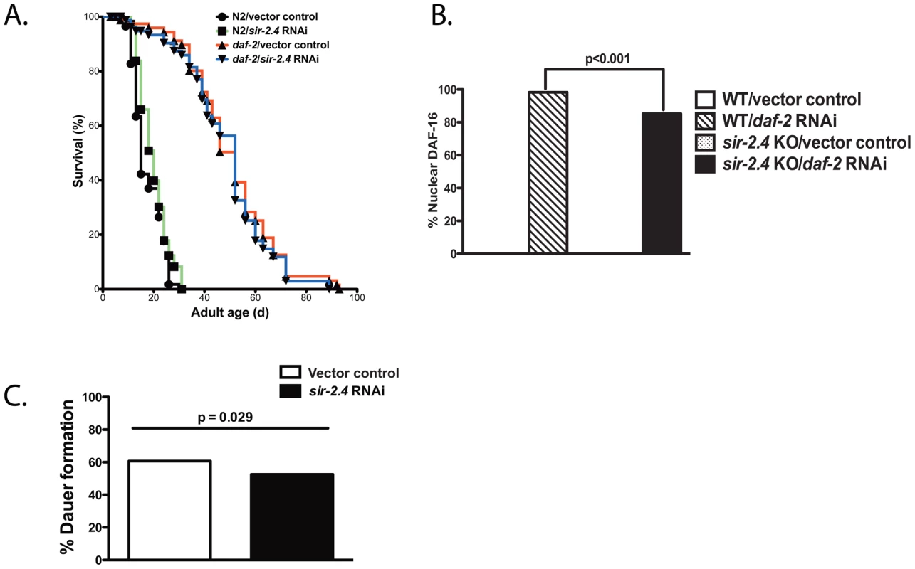 Minimal impact of SIR-2.4 on IIS-induced longevity, DAF-16 nuclear localization induced by reduced IIS, and dauer formation.