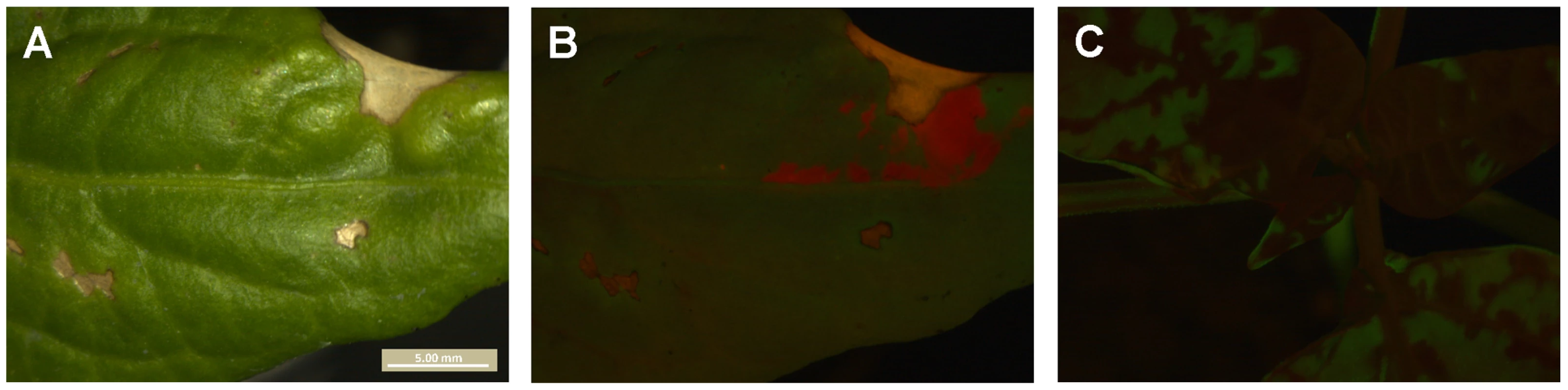 Dependence of virions during infection of <i>C. annuum</i>.
