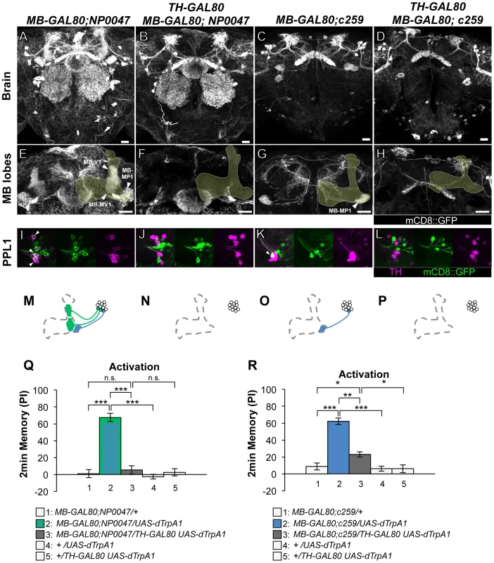 Memories induced by thermo-activation with <i>MB-GAL80;NP0047</i> and <i>MB-GAL80;c259</i>.