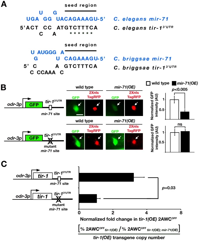 <i>mir-71</i> downregulates gene expression through the <i>tir-1</i> 3′ UTR.
