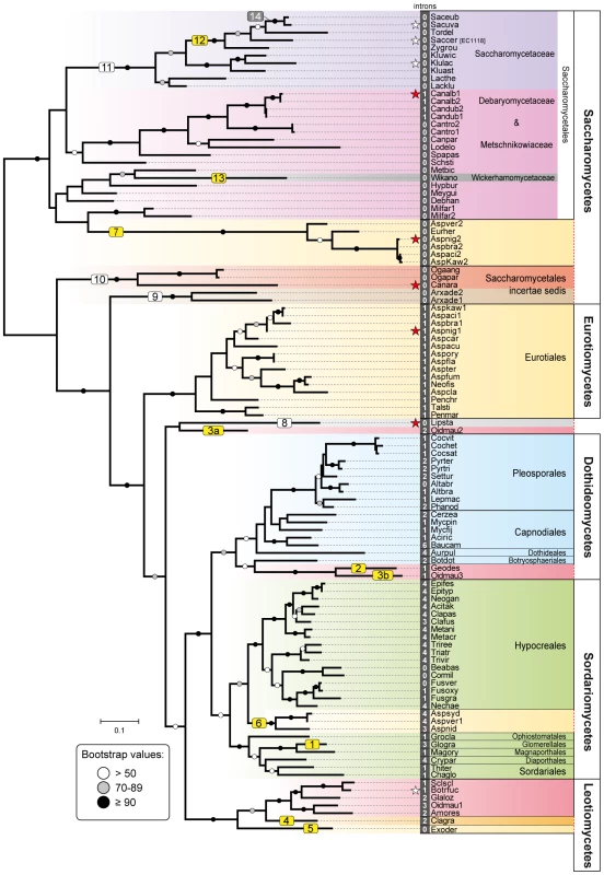Phylogeny of Fsy1 transporters.