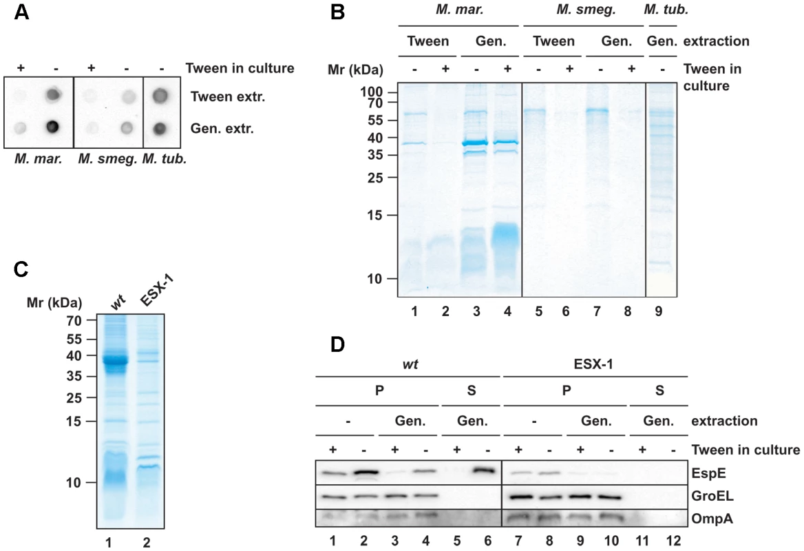 Extraction of mycobacterial capsules by mild detergent.