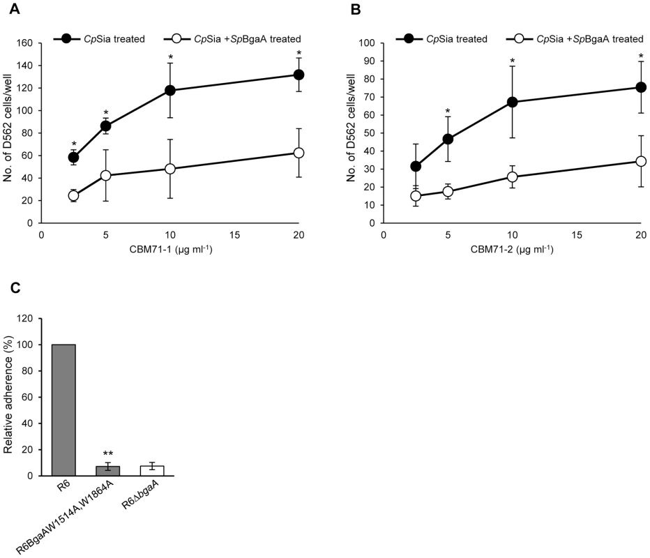 CBMs within BgaA directly bind epithelial cells.