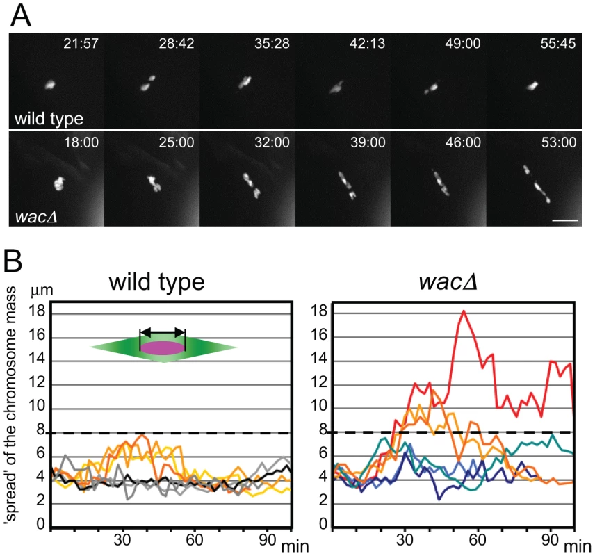 Chromosomes fail to congress in <i>wac</i> mutant oocytes.