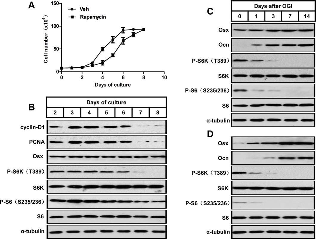 mTORC1 is activated during preosteoblast proliferation but is suppressed during their differentiation.