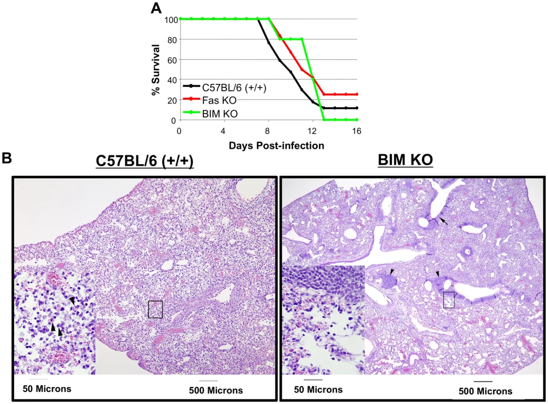 Survival of C57BL/6, Fas KO, and BIM KO mice after inoculation with highly pathogenic HK483 virus.