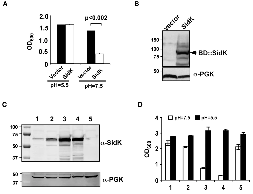 Identification of <i>L. pneumophila</i> protein that inhibits yeast growth in neutral pH medium.