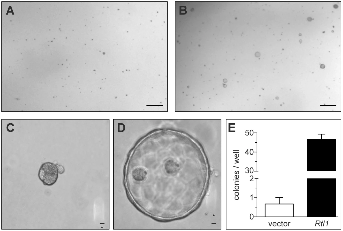 Rtl1 promotes growth of cultured hepatocytes in extracellular matrix.