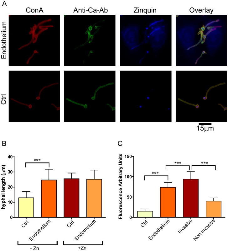 Invasive <i>C. albicans</i> hyphae sequester endothelial zinc.