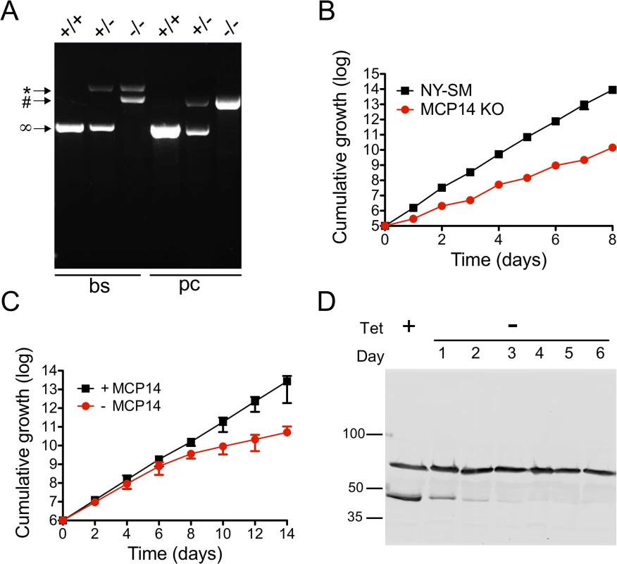Analysis and growth of <i>T</i>. <i>brucei</i> bloodstream and procyclic form TbMCP14 (conditional) null mutants.