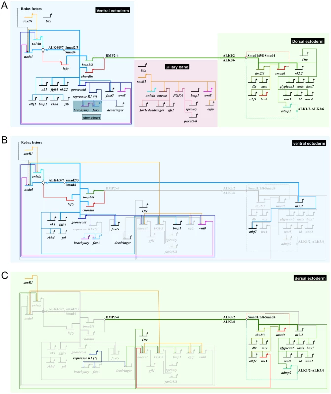 Representation of the gene regulatory network regulating regionalization of the ectoderm of the sea urchin embryo.