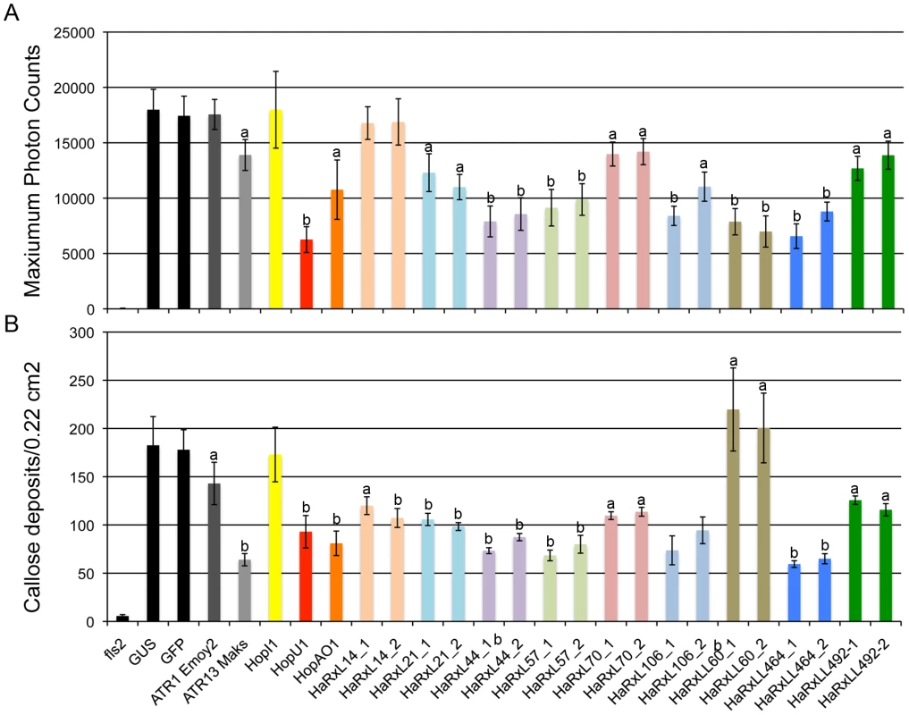 <i>Arabidopsis</i> plants expressing constitutively HaRxLs accumulate less ROS and/or callose in response to flg22.