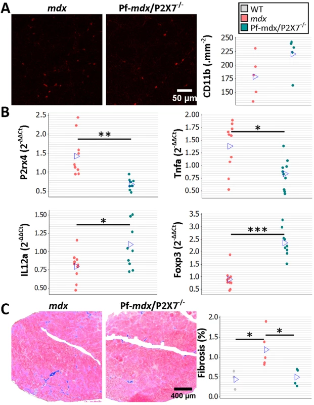 <i>P2RX7</i> ablation reduces inflammation and fibrosis in 20-mo-old tibialis anterior muscles.