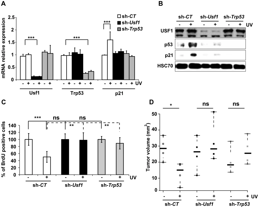 USF1 mediates p53-dependent cell cycle arrest.