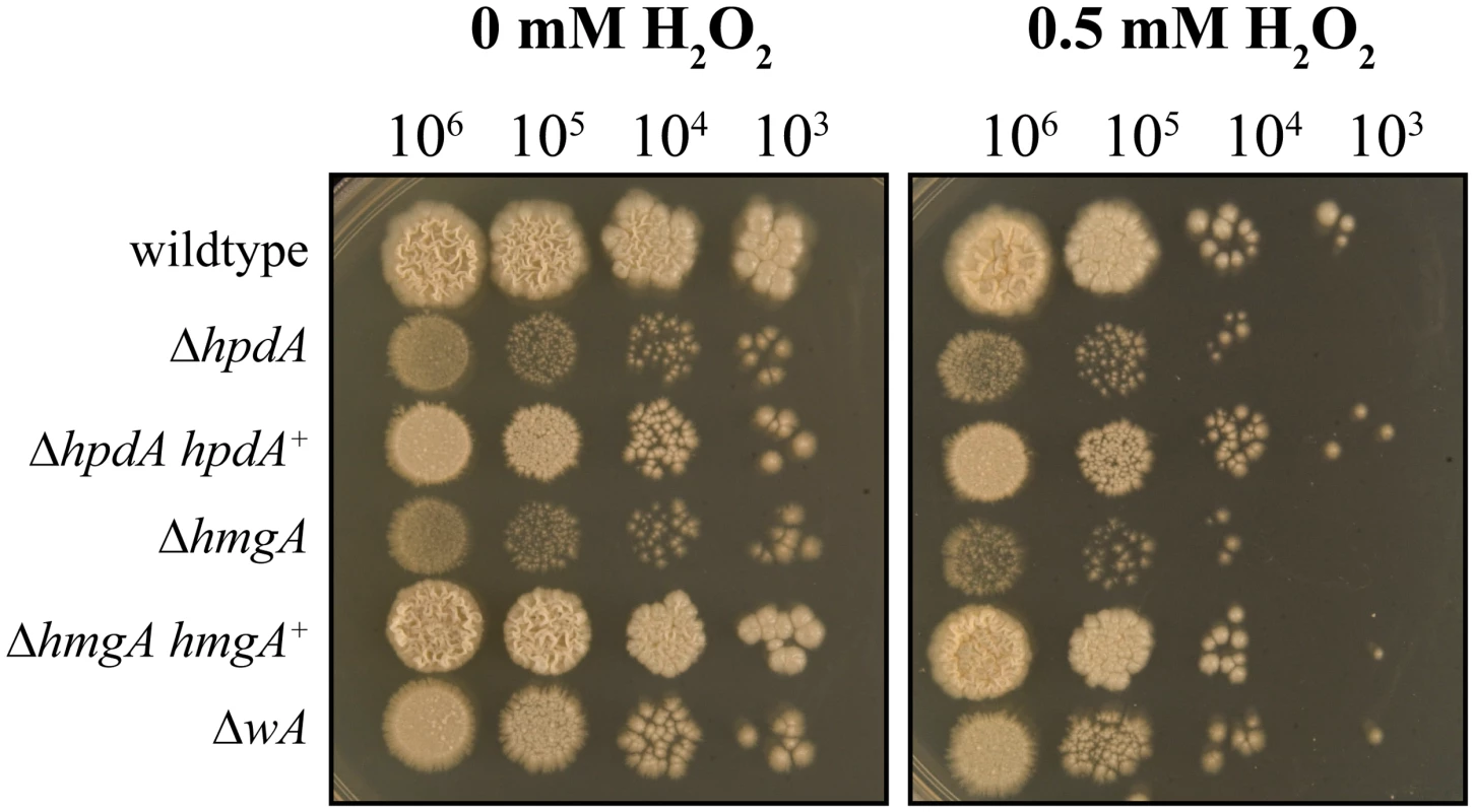Pyomelanin is required for resistance to oxidative stress in <i>P</i>. <i>marneffei</i>.