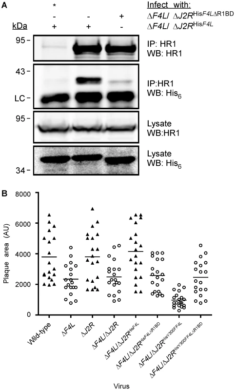 Deletion of F4 C-terminus residues inhibits interaction with HR1 and impairs virus growth.