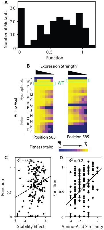 Effects of mutations on Hsp90 function.