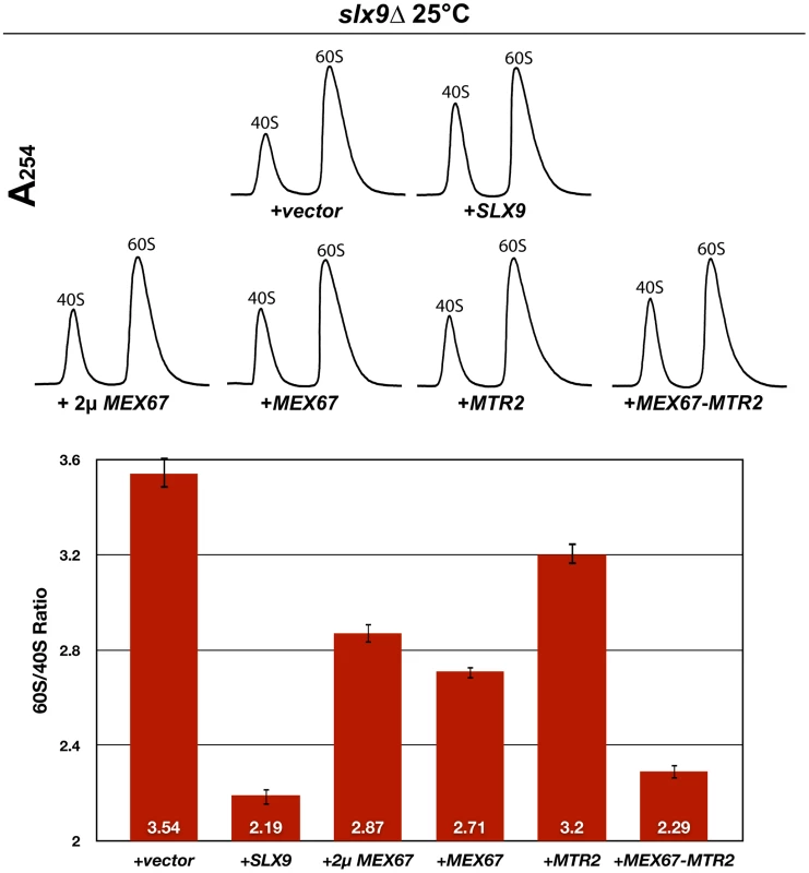 Over-expression of Mex67 and Mtr2 rescues the 60S/40S subunit imbalance of the <i>slx9</i>Δ mutant.