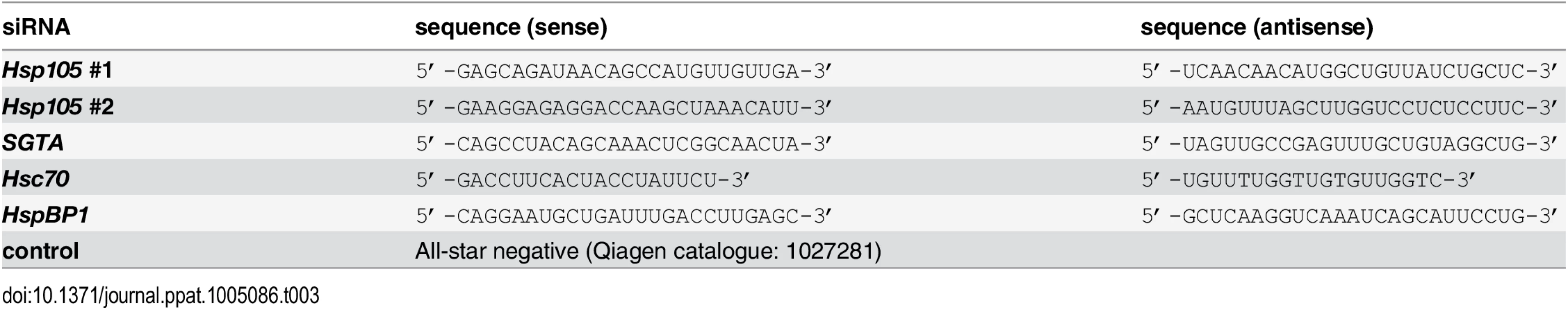 siRNA used in this study.
