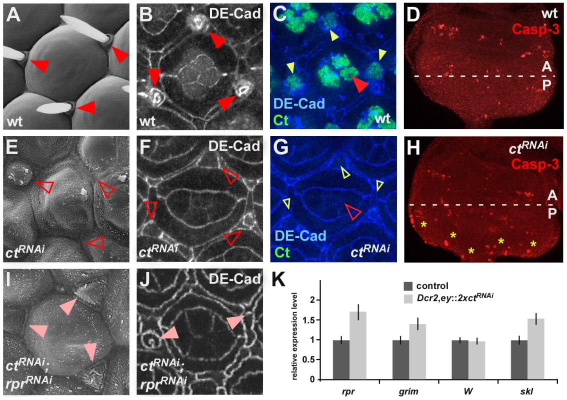 General function of Ct in apoptosis repression and induction of differentiation.