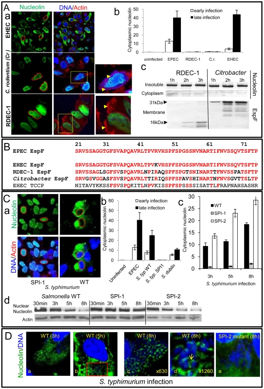 Nucleolin is mobilised by other bacterial pathogens dependent on effector delivery.