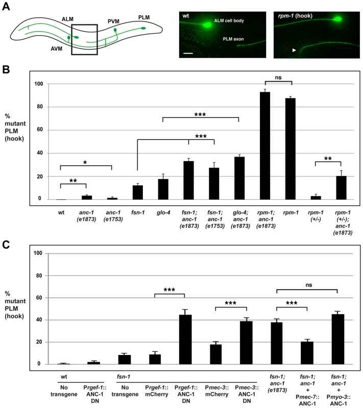 <i>anc-1</i> functions cell autonomously to regulate axon termination in the PLM mechanosensory neurons.