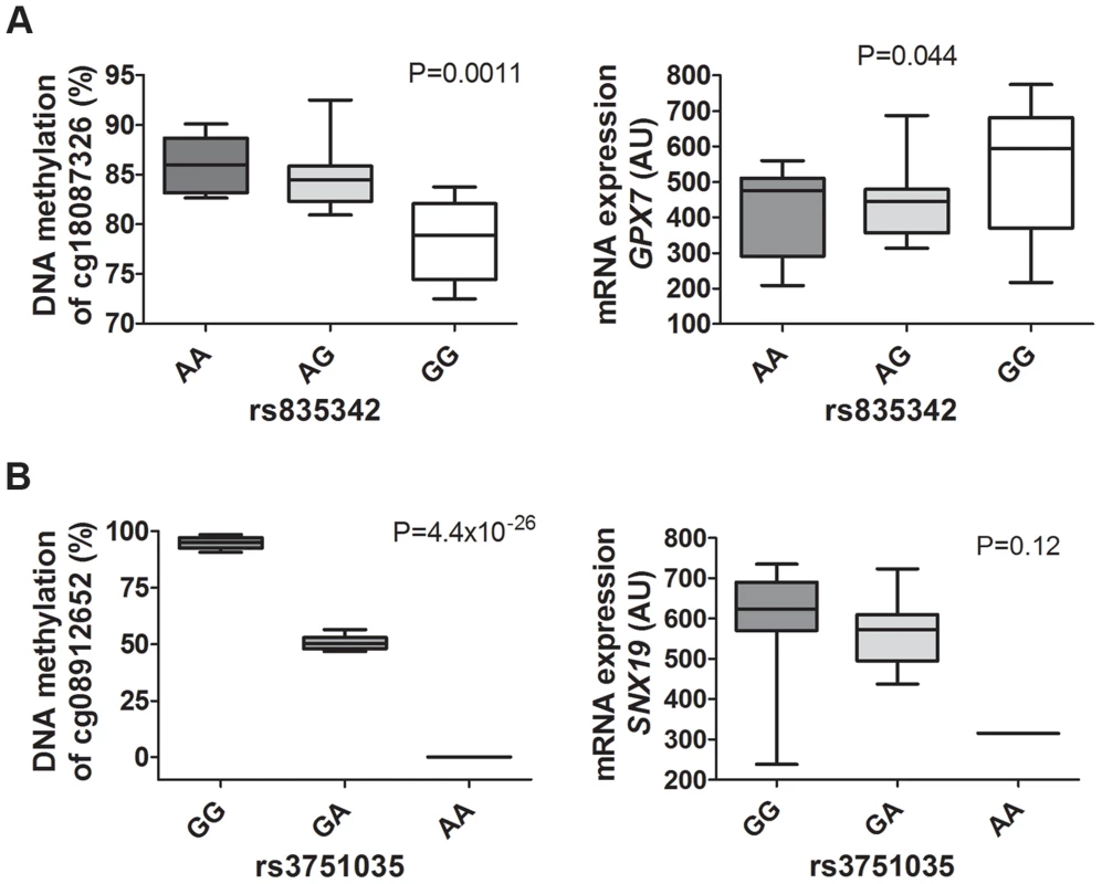 mQTLs/eQTLs of <i>GPX7</i> and <i>SNX19</i> identified in the genome-wide analysis were biologically validated in pancreatic islets from a different set of human donors.
