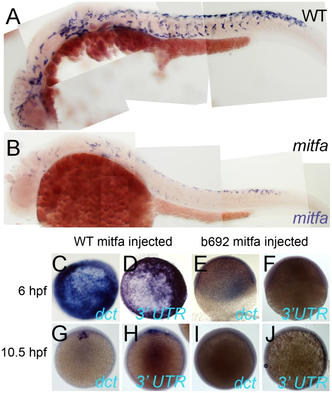 Mitfa-dependent maintenance of <i>mitfa</i> expression.