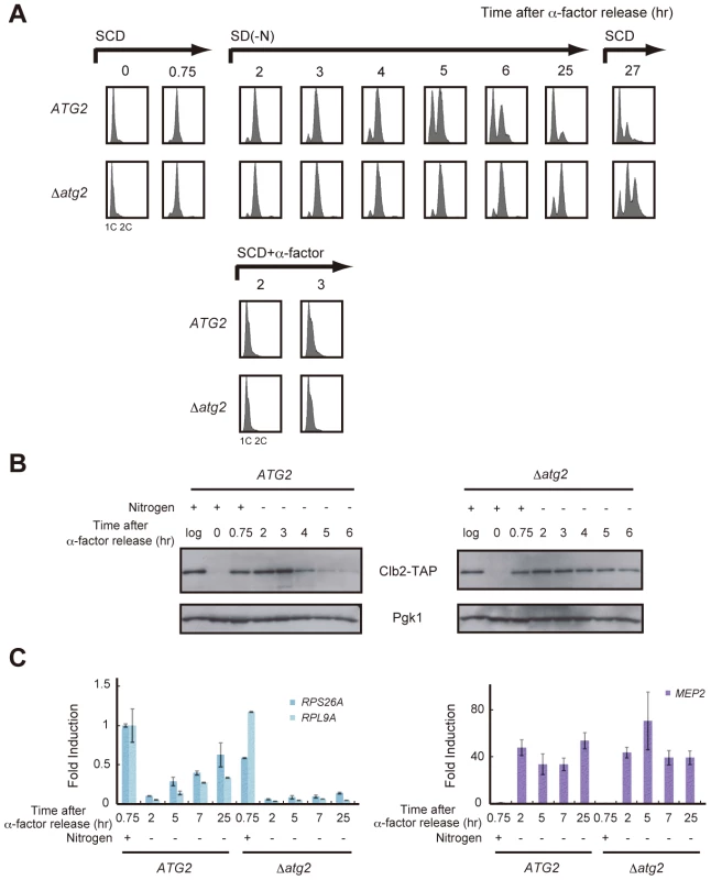 Autophagy is required for cell cycle progression during starvation.