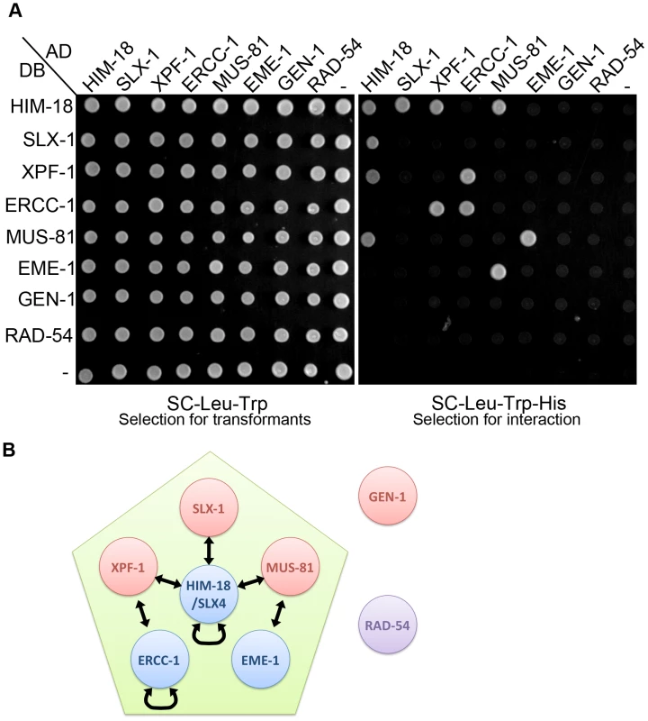 The interaction network between structure-specific endonucleases.