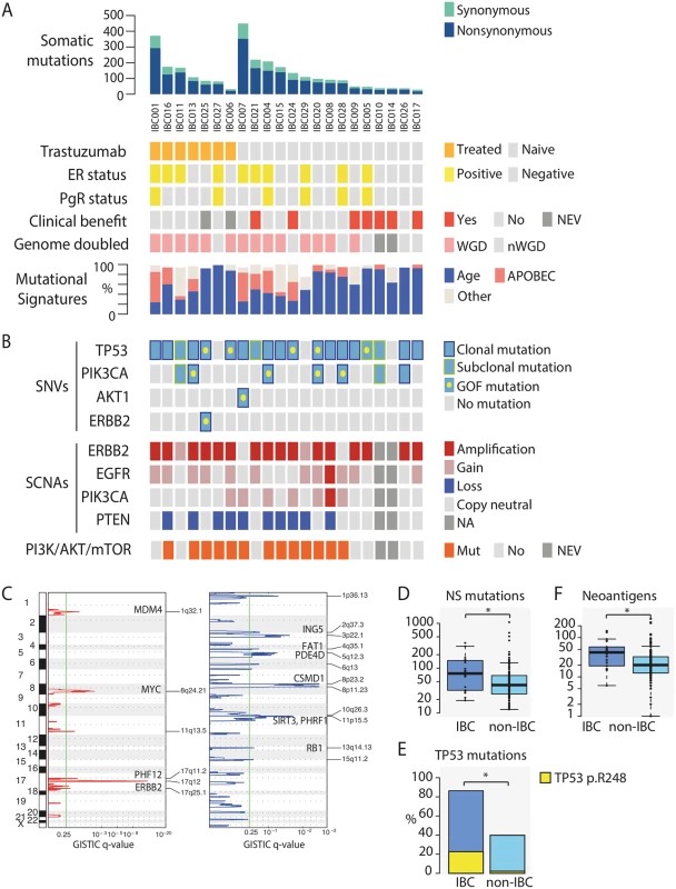 Somatic mutations in HER2-positive IBC.