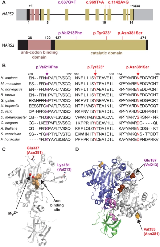<i>NARS2</i> structure and molecular modeling.