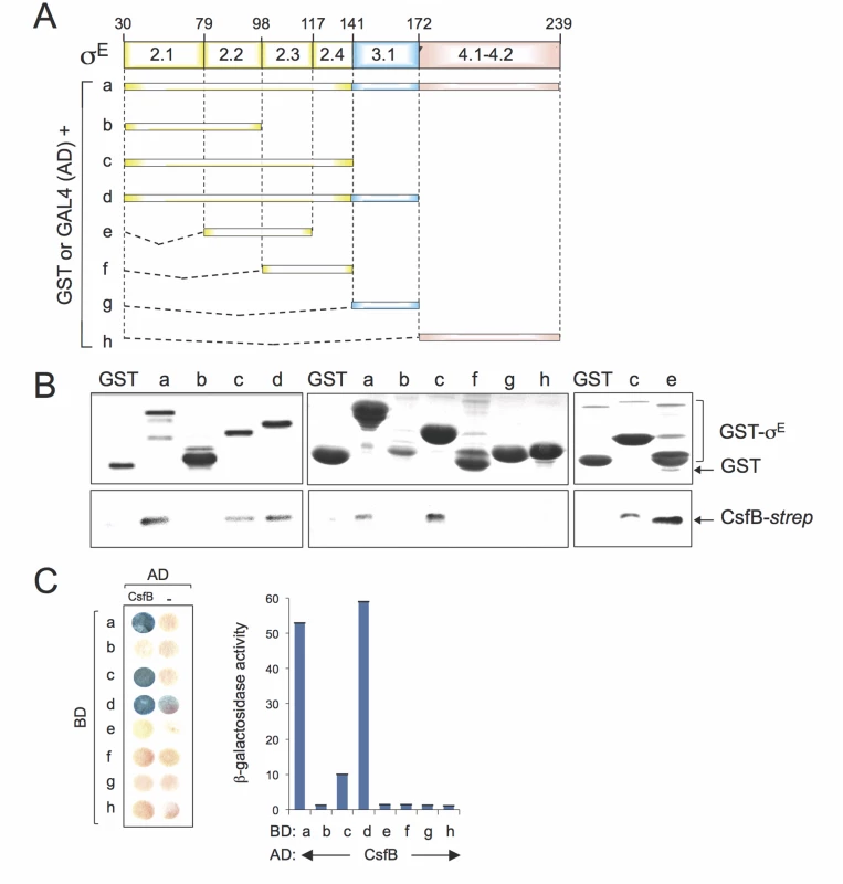 Mapping the region in σ<sup>E</sup> involved in the interaction with CsfB.