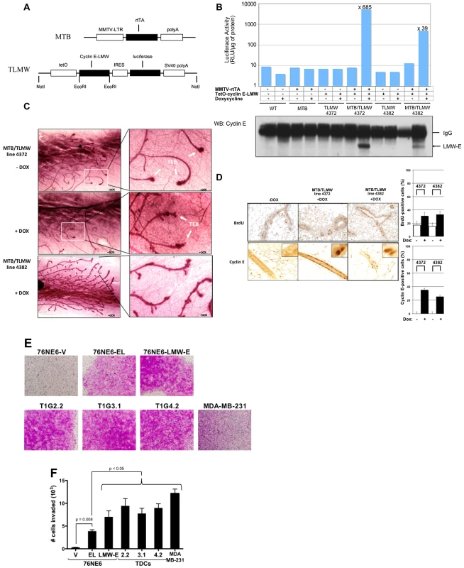 LMW-E induces ductal hyperplasia in vivo and invasion in Boyden chamber assays.