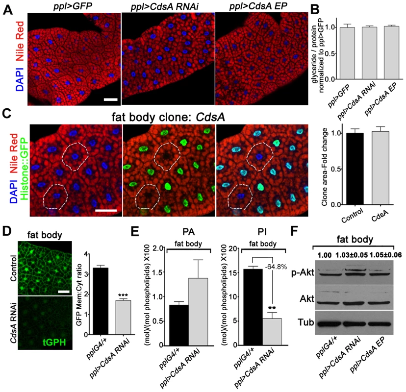 Loss of function of <i>CdsA</i> does not affect fat cell lipid storage and growth.