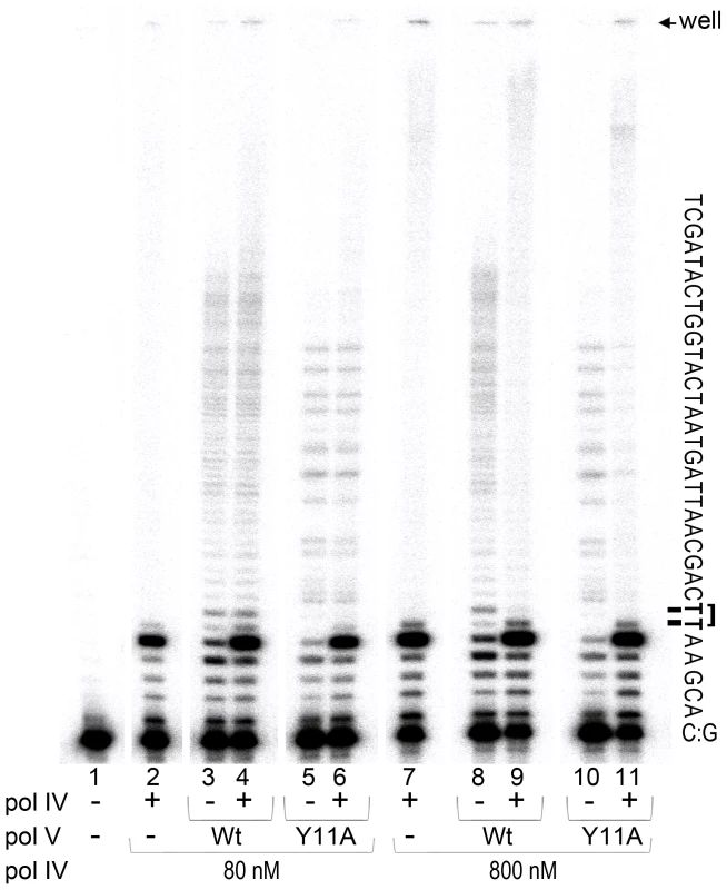 <i>In vitro</i> translesion synthesis past a TT-CPD lesion catalyzed by mixtures of pol IV and pol V.