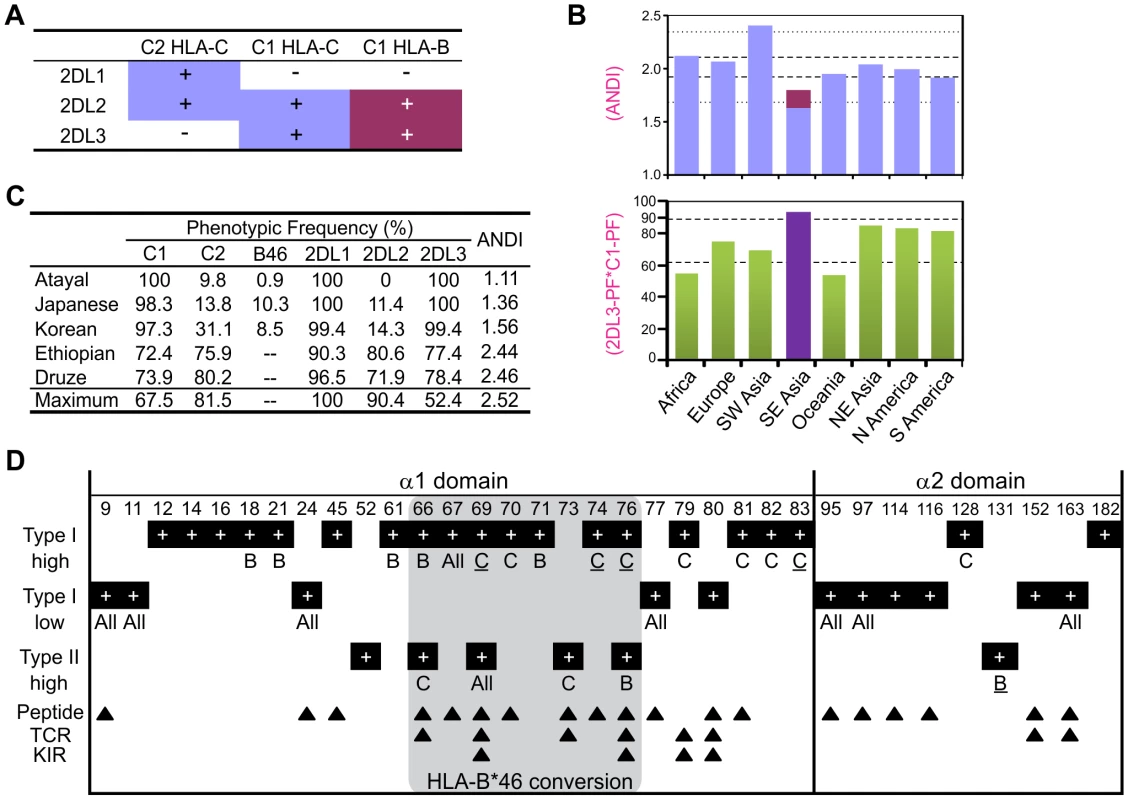 MHC-B allotypes that acquire lineage III KIR-binding increase NK cell effector capacity.