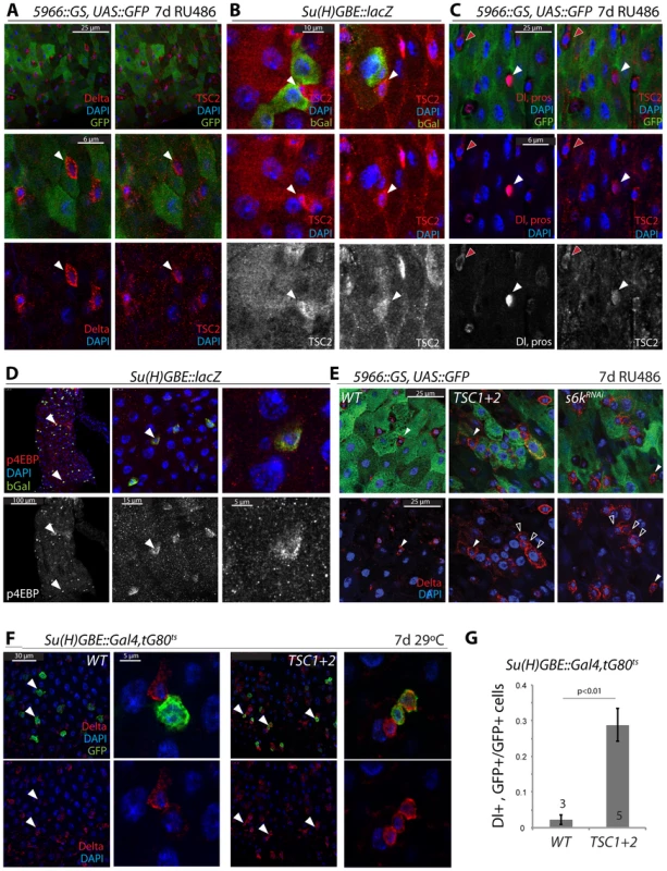 Transient repression of TSC2 expression in the ISC lineage.