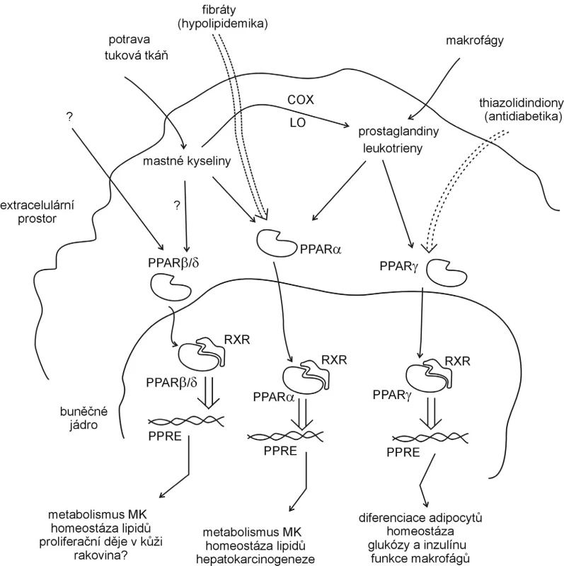 Mechanismus působení PPAR