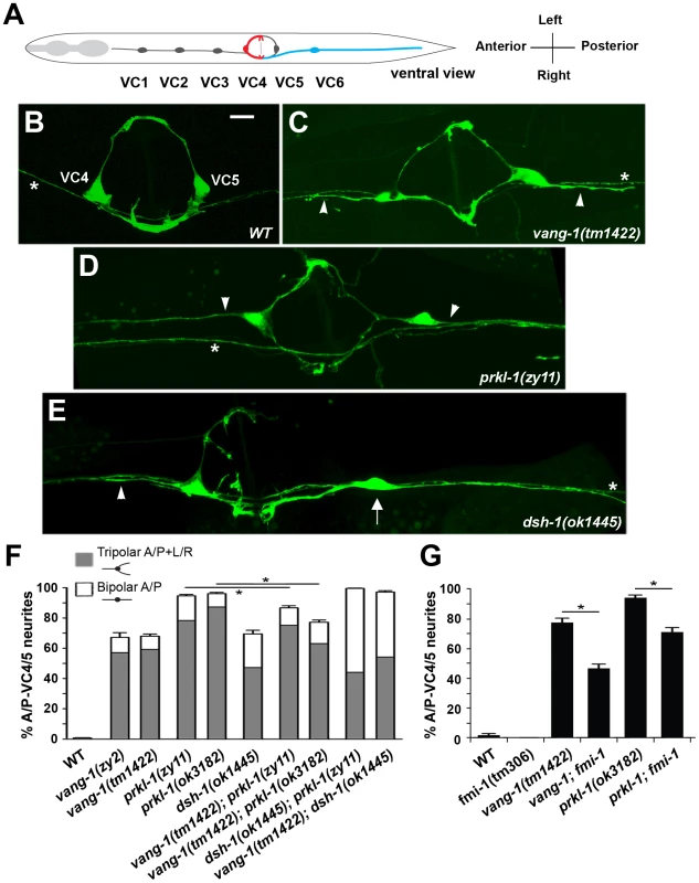 A PCP-like pathway that includes <i>vang-1</i>, <i>prkl-1</i>, and <i>dsh-1</i> restricts nascent neurite formation to a specific tissue axis.