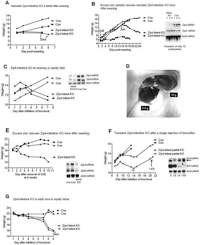 The intestine <i>Zip4</i> gene controls growth and viability, but knockout mice can be partially rescued by nursing or excess dietary zinc.