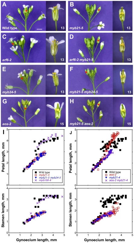 Inflorescence apices and flower phenotypes of <i>myb21</i>, <i>myb24</i>, <i>myb108</i>, and <i>aos</i> mutants.