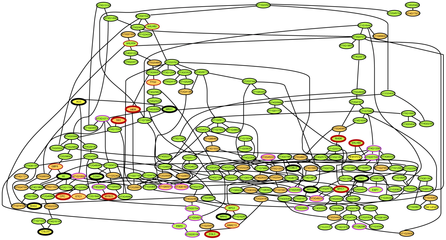 Bayesian modeling from root epidermal transcriptome data.