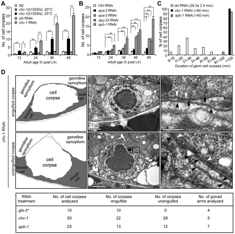 Clathrin and the AP2 complex are essential for apoptotic cell clearance.