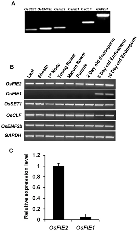 Expression profile analyses of polycomb genes in different rice tissues.