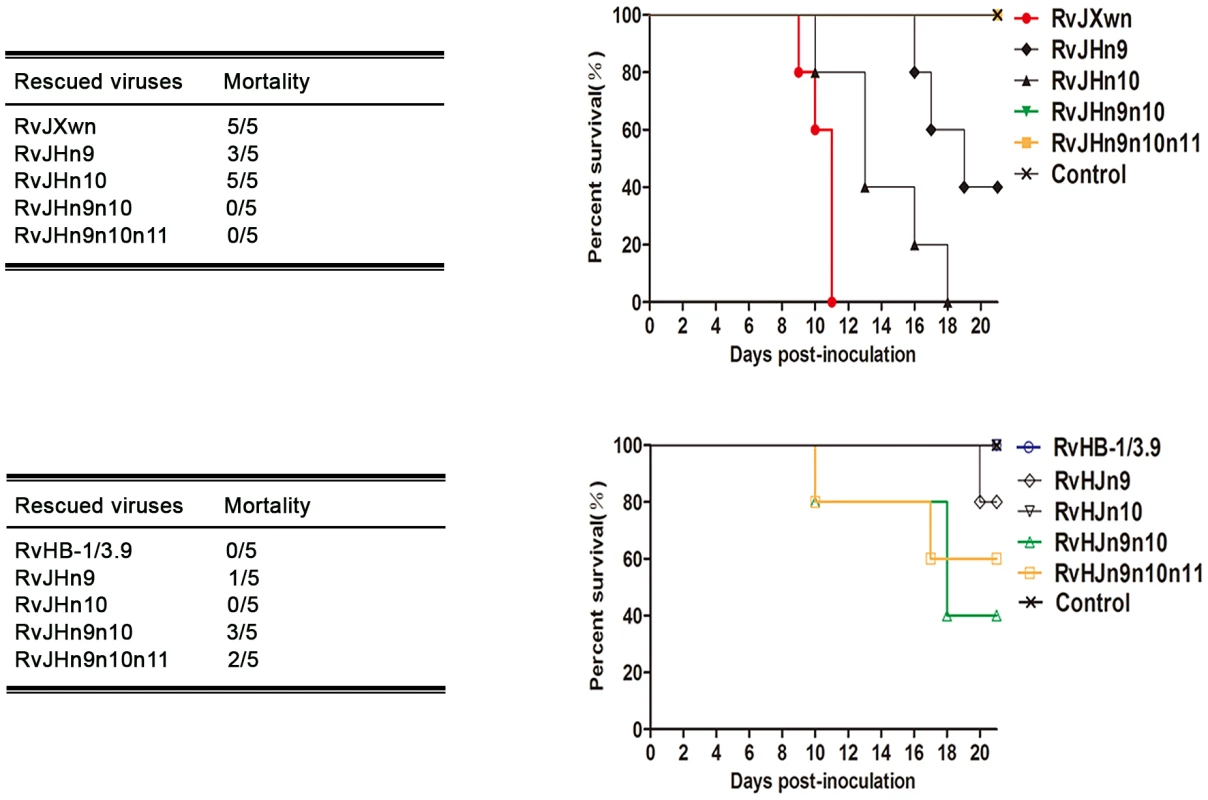 The mortality and survival curve of piglets inoculated with the rescued viruses.