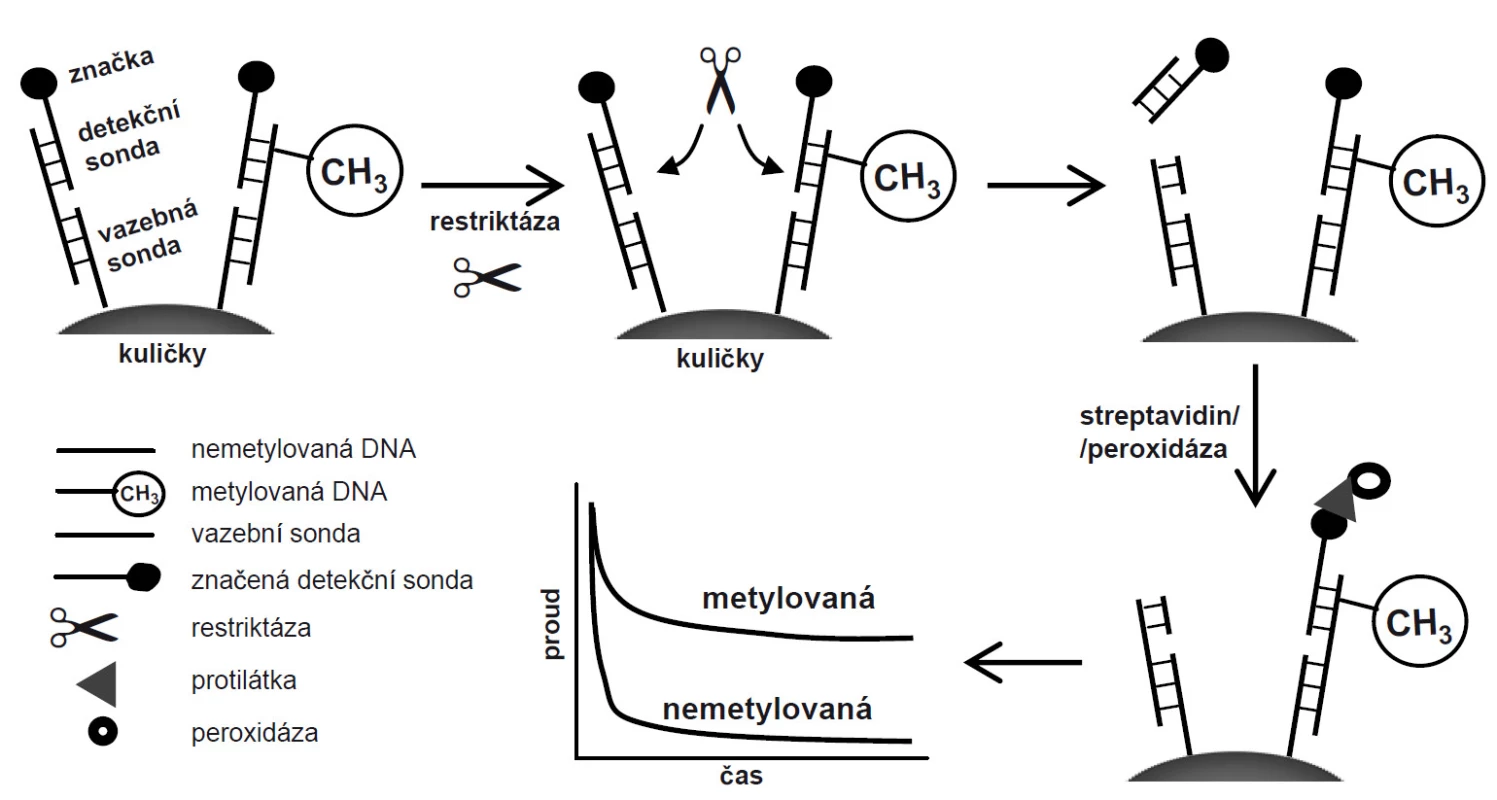 Schéma protokolu na magnetických kuličkách a měření na elektrodovém čipu. Metylovaná DNA je chráněna před štěpením, což se projeví vyšším signálem v porovnání s nemetylovanou DNA, u které je značka (biotin) štěpením odstraněna.