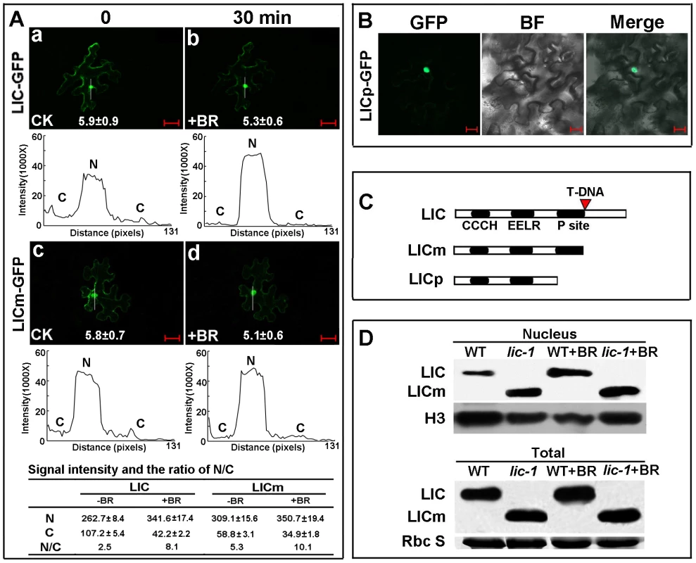 LIC accumulates in the nucleus in response to BR treatment.