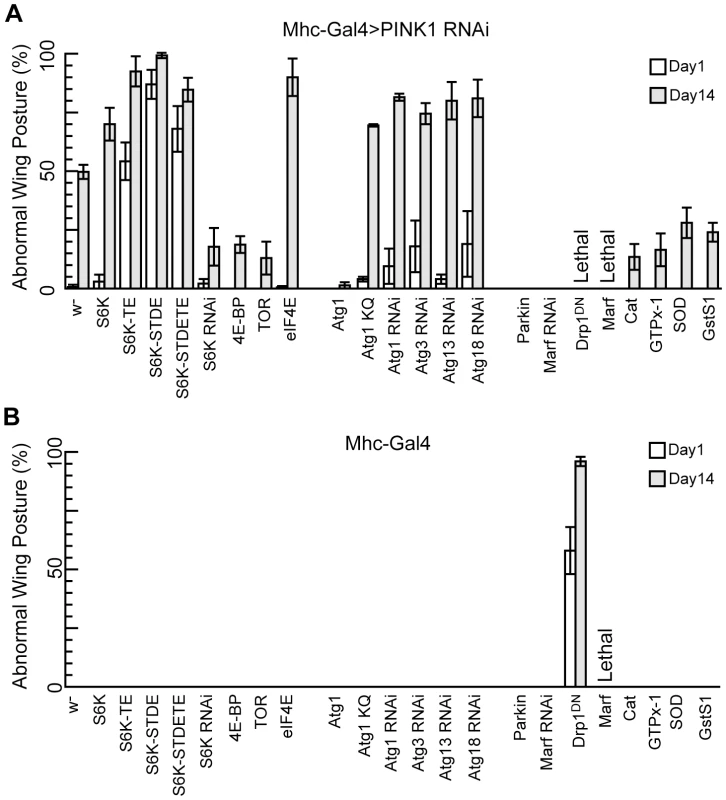 S6K and Atg1 act as genetic modifiers of <i>PINK1</i> RNAi.