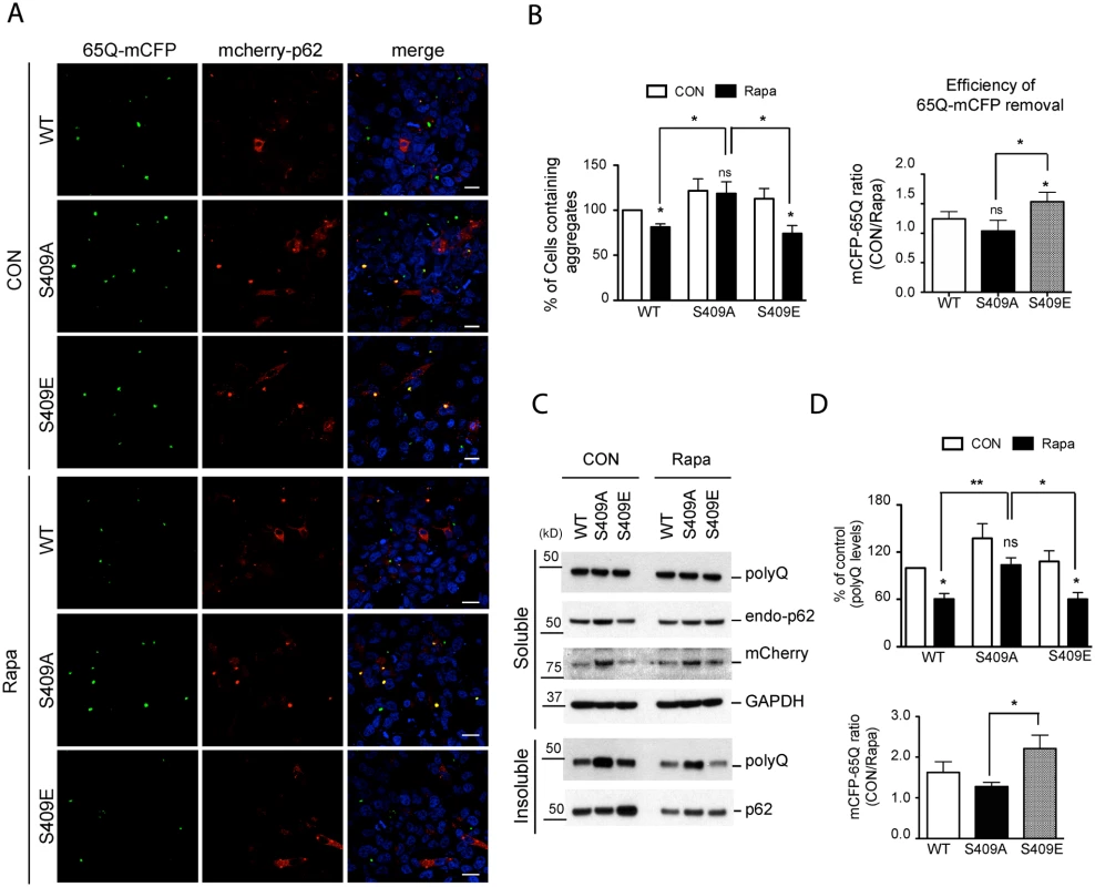 Phosphorylation of p62 at S409 enhances the autophagic degradation of polyQ-Htt mutant proteins.